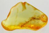 Detailed Fossil Spider Webs w/ Debris In Baltic Amber - Rare! #357887-1